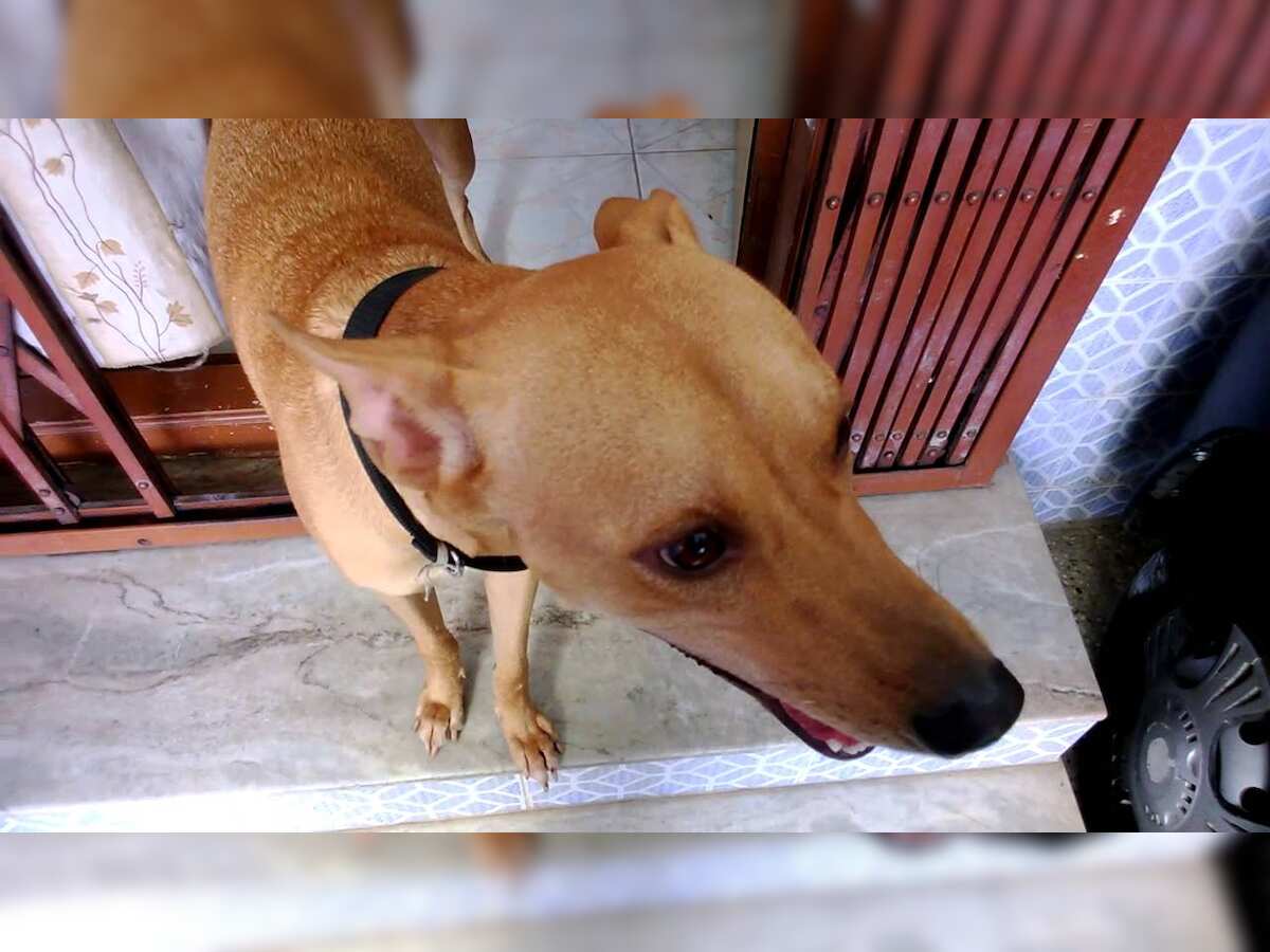 How Rajinikanth starrer Kaala spun off a dog