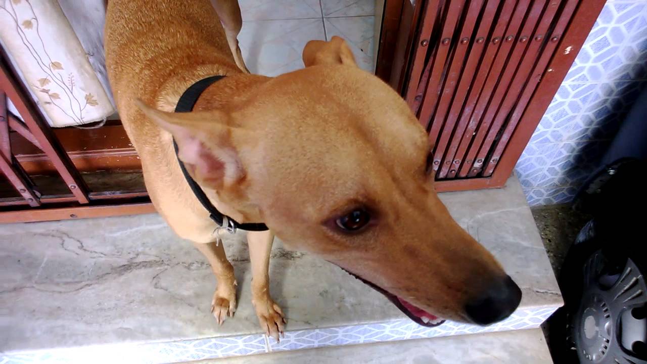 How Rajinikanth starrer Kaala spun off a dog worth Rs 2 cr; watch viral video