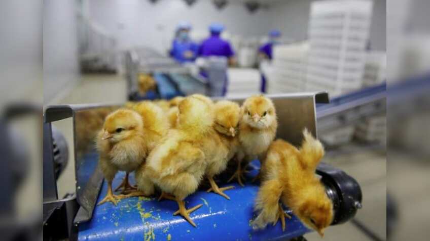 China's chickens need to lay a billion eggs a day. Here's how!