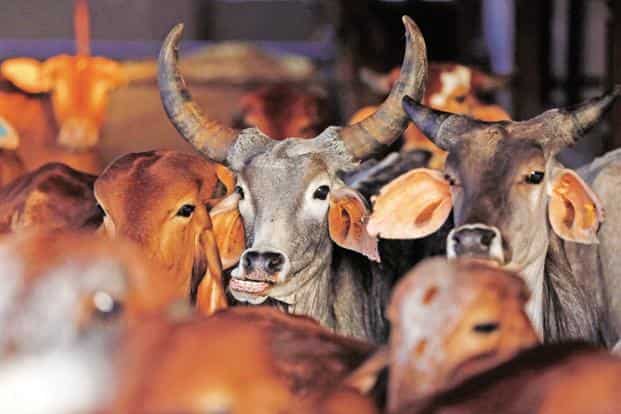 Forget milk, these farmers are earning more by selling cow urine!