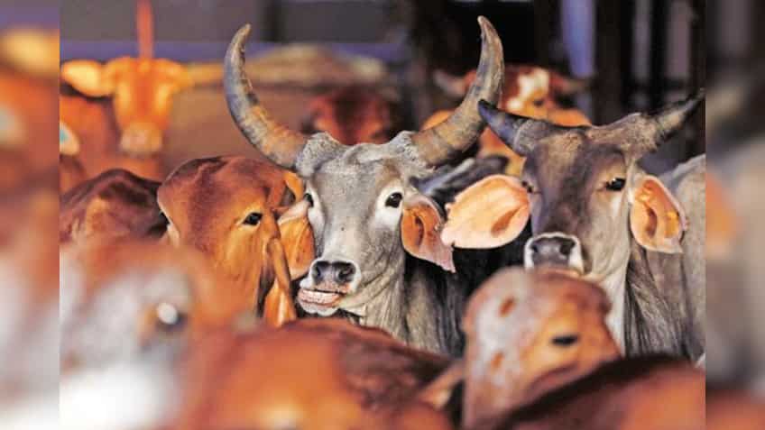 Forget milk, these farmers are earning more by selling cow urine!