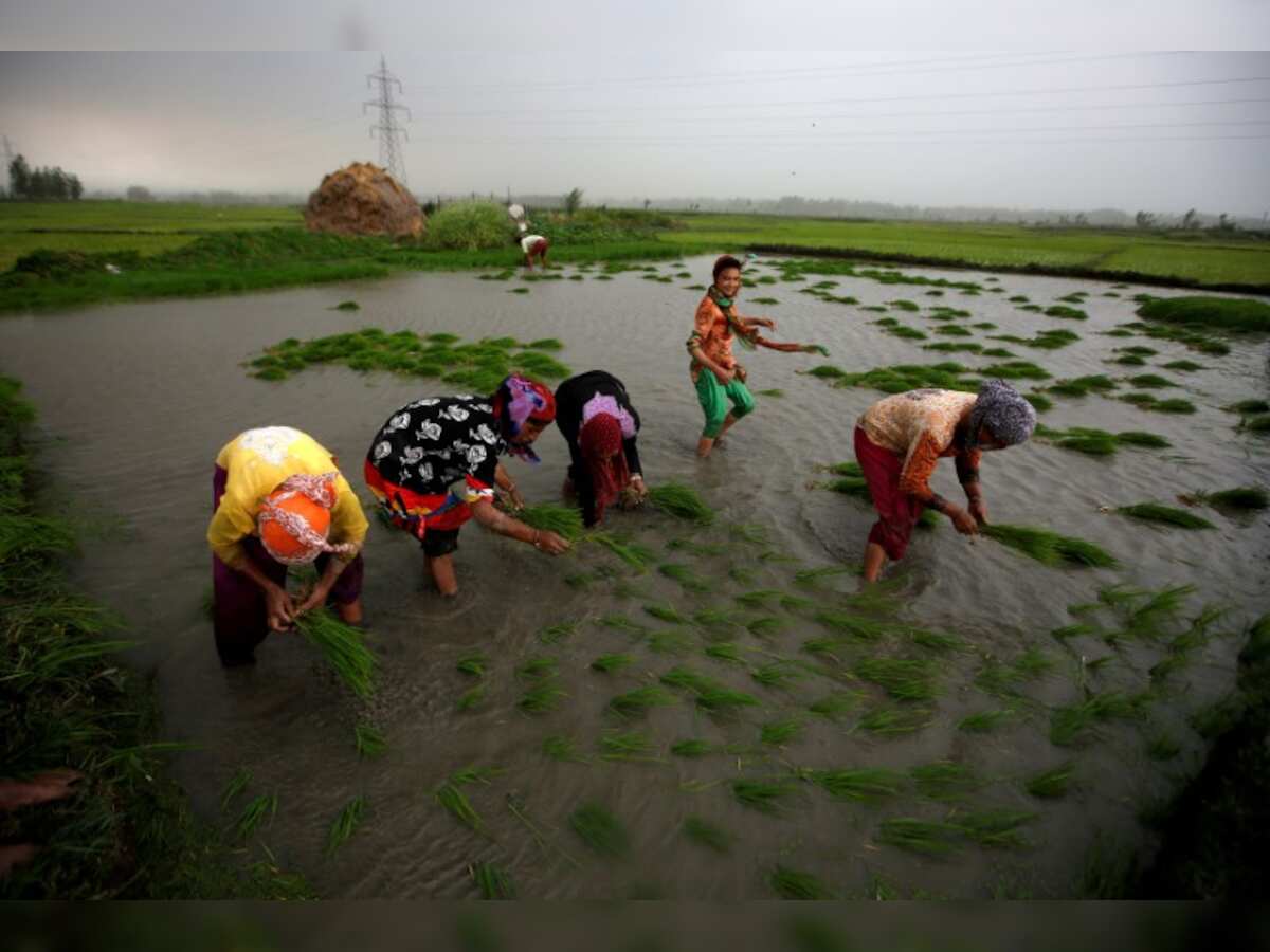 Asia Rice: India rates dip as rupee flounders;