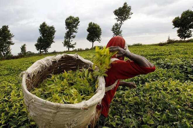 McLeod Russel asset sale: Goodricke Group may bag 2 gardens
