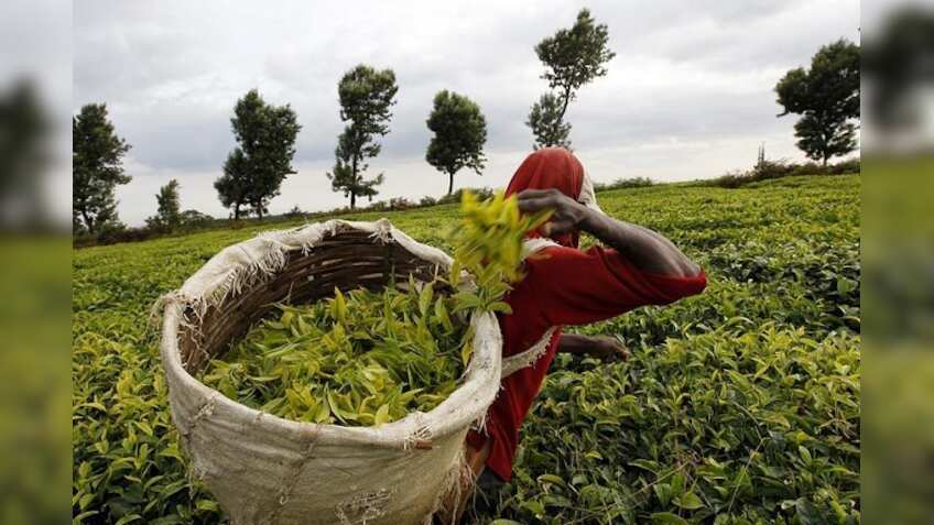 McLeod Russel asset sale: Goodricke Group may bag 2 gardens