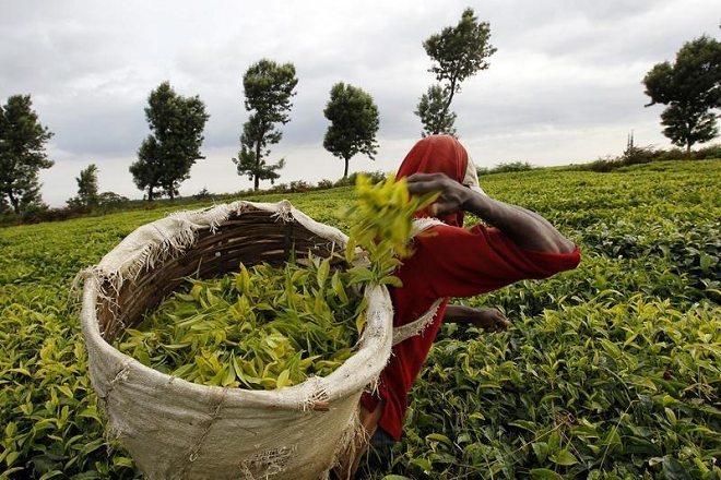 McLeod Russel asset sale: Goodricke Group may bag 2 gardens