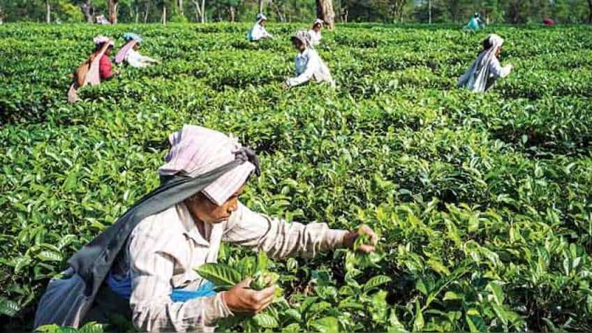 Tea production down 6.7% in July, exports up 6.5% in 7 months