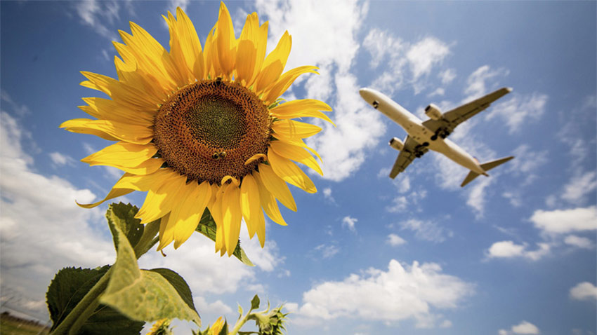 SBI Card vs HDFC vs Axis vs RuPay Card: Get the best of airfare deals