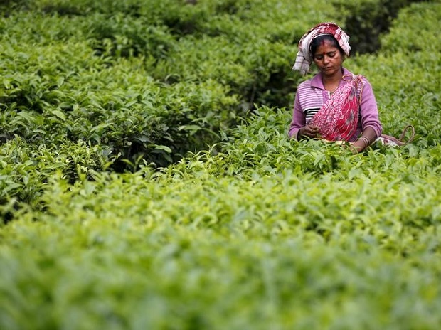 Williamson Magor Group firm McLeod Russel to sell 2 tea estates in Assam to Goodricke Group