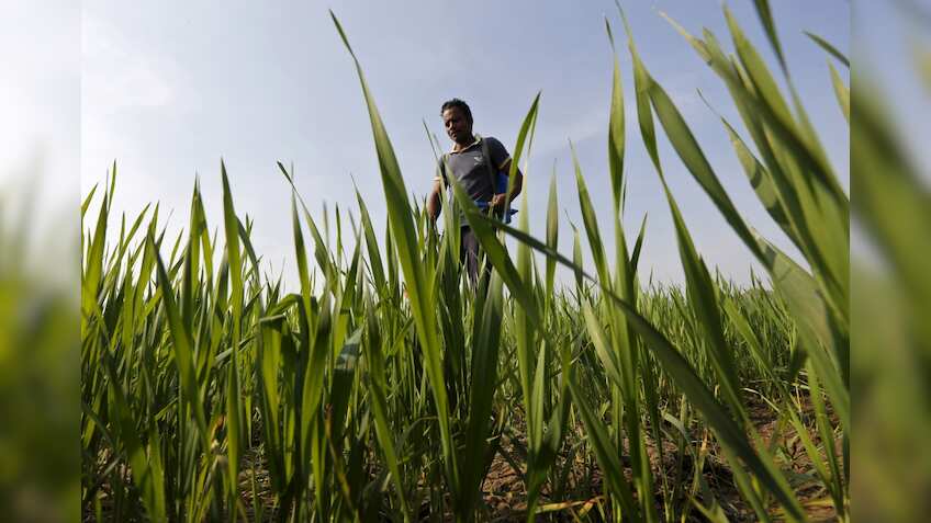 Not high enough? Modi govt hikes minimum support price (MSP) for key rabi crops, but farmers may not be too happy