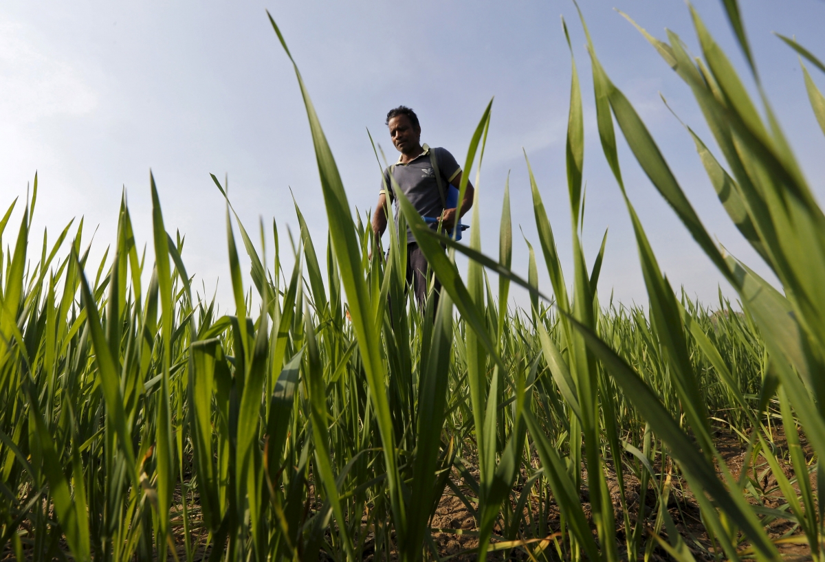 Not high enough? Modi govt hikes minimum support price (MSP) for key rabi crops, but farmers may not be too happy