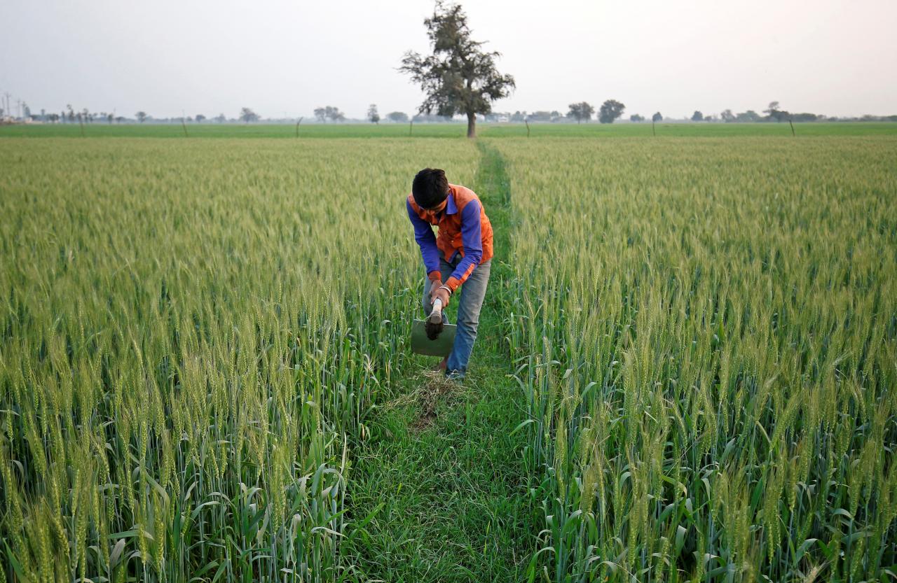 Monsoon normal in India, but agri income set to be hit; farmers may not benefit fully
