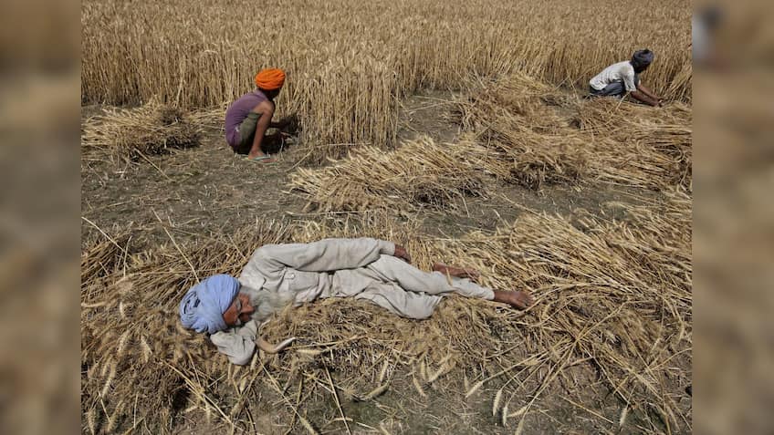 Punjab Agricultural University scientists to experiment with natural farming