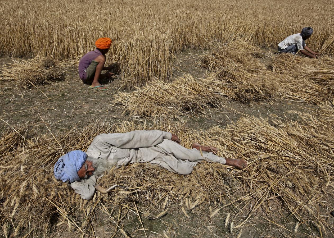 Punjab Agricultural University scientists to experiment with natural farming