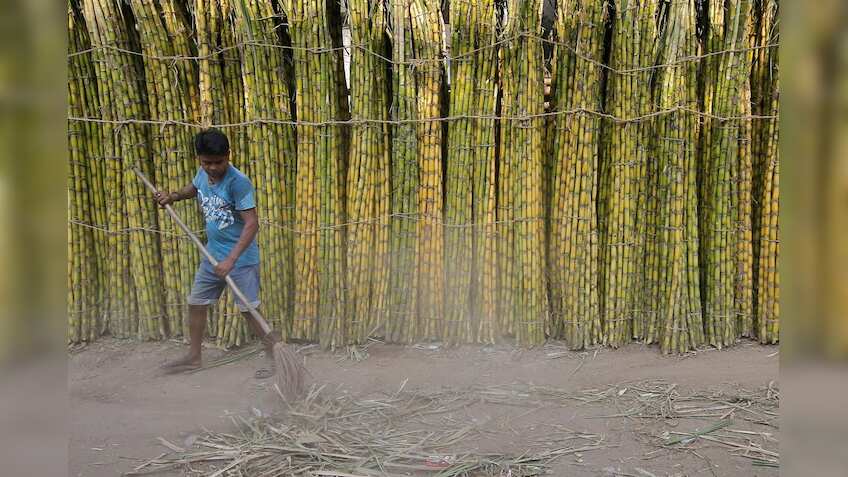 Grub infestation may be the fix to India''s sugar problem its farmers do not want