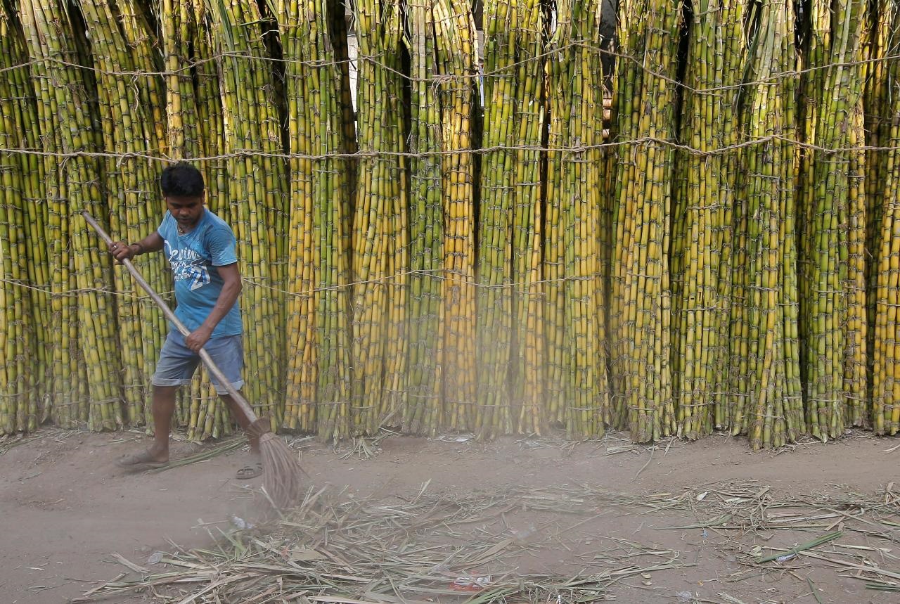 Grub infestation may be the fix to India''s sugar problem its farmers do not want