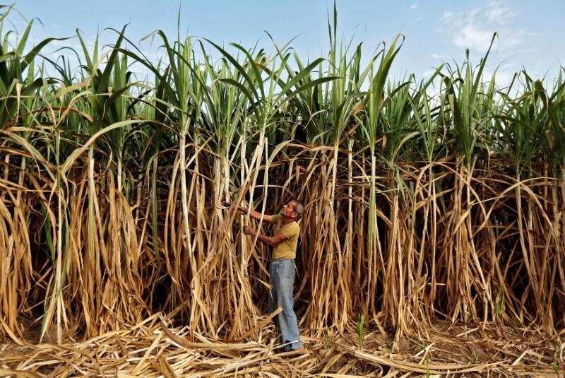 Rural incomes: Farmers shifting to safer paddy, sugarcane from riskier crops