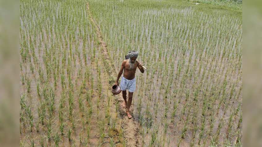 Nearly 35 lakh tonnes paddy procured in Punjab
