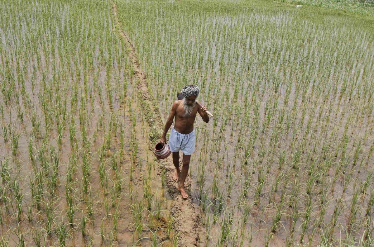 Nearly 35 lakh tonnes paddy procured in Punjab