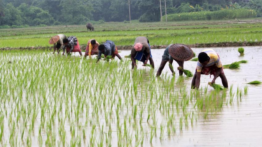 Paddy payment: Action to be taken against 'arthiyas' if full payment not paid to farmers, says Punjab Minister