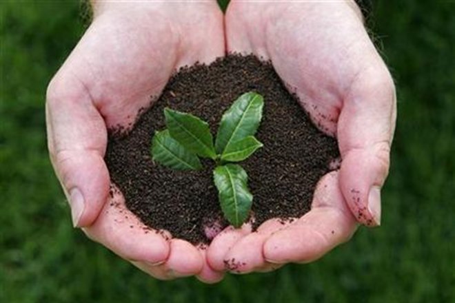 NGT allows construction of Noida hospital, but orders planting 1,500 trees for lost green cover
