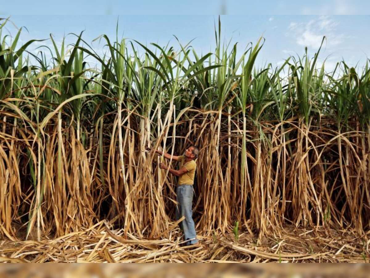  Sugar production in Oct-Nov inches up to