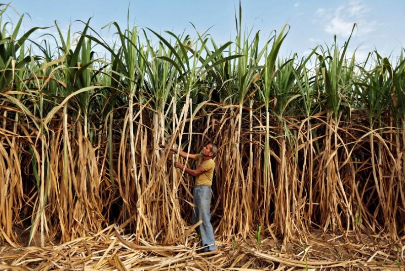 Sugar production in Oct-Nov inches up to 39.73 lakh tonne