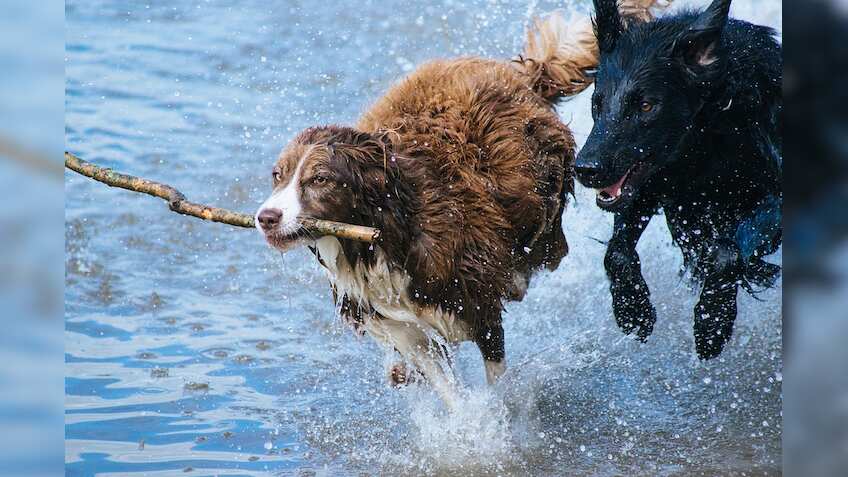 Clear winner! How 'Dog of the Dow’ emerged as the titan of markets, tops S&P 500 - What 2019 has in store for US' investment biggies?