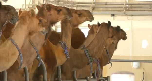 Amul launches camel milk in select markets