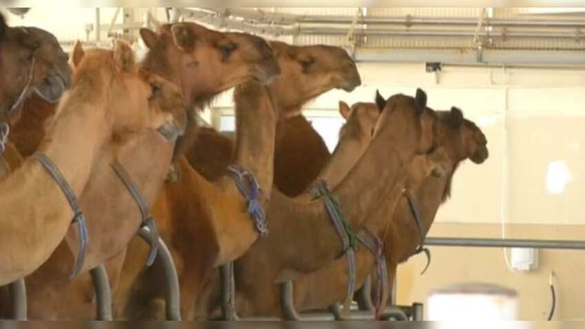 Amul launches camel milk in select markets