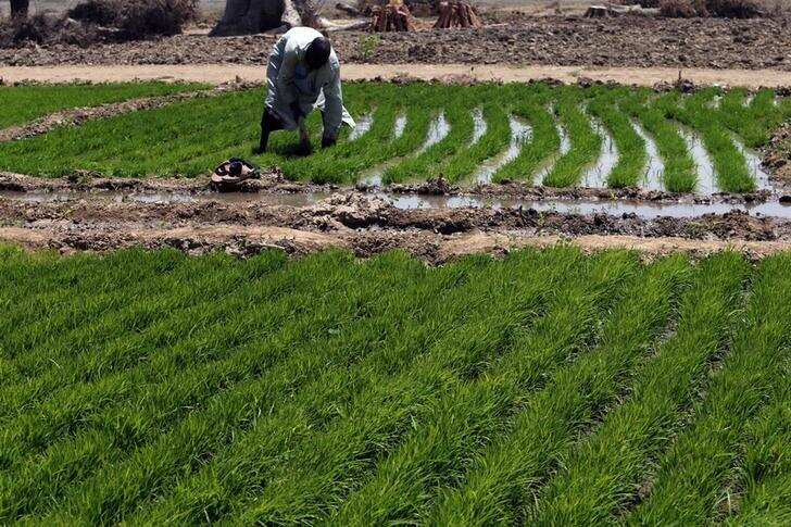 No place for cane growers in Centre's farm package