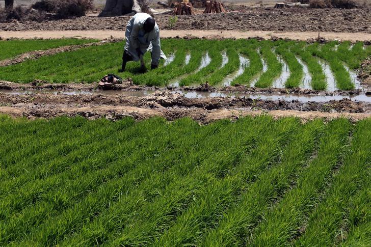 No place for cane growers in Centre's farm package