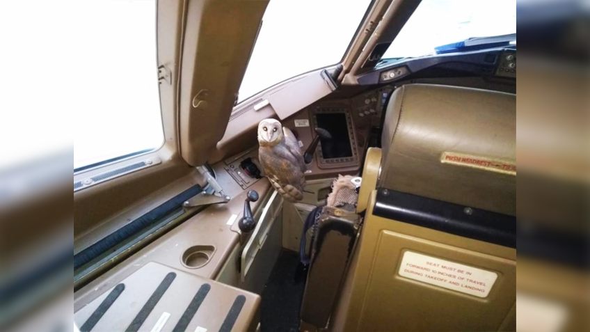 Unbelievable, but Jet Airways has an owl problem now, that too in this critical place on state of the art Boeing 777 plane