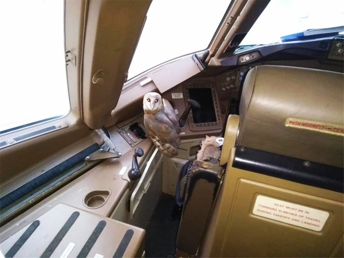 Unbelievable, but Jet Airways has an owl problem now, that too in this critical place on state of the art Boeing 777 plane
