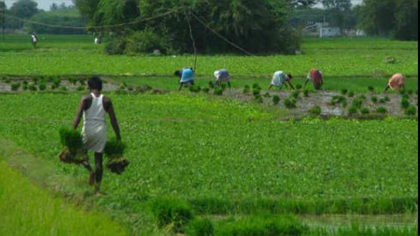 Irdai asks insures for easy crop insurance claim settlement, use of vernacular language