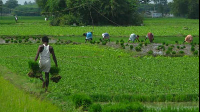 Irdai asks insures for easy crop insurance claim settlement, use of vernacular language