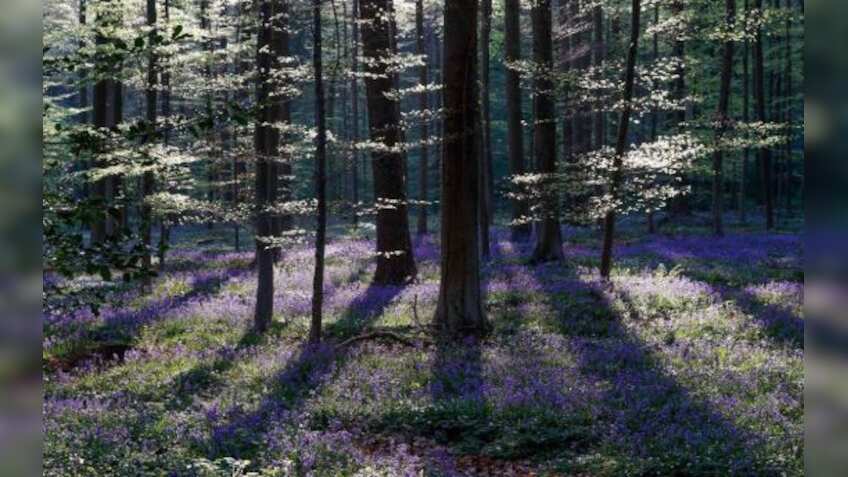 Tamil Nadu Forest (TNFUSRC) recruits 564 Forest Watcher Posts; Check salary, eligibility, age limit