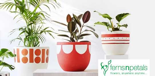 Ferns N Petals eyes IPO in 2020 to fund expansion