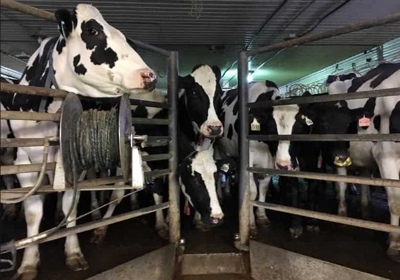  Global dairy prices go up, volumes drop at auction