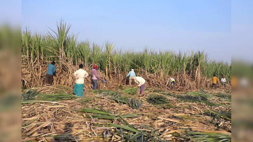 Contract farming may pave way for prosperity, enhance farmers' income