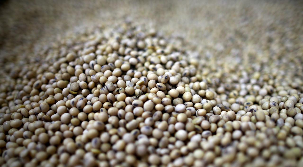 Farmers set to plant more land with soybean