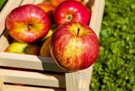 An apple a day is 100 mn bacteria! Is it good or bad for your stomach? Find out