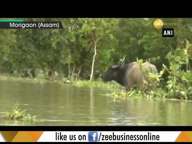 Assam flood: Water recedes in Pobitora Wildlife Sanctuary | Zee Business