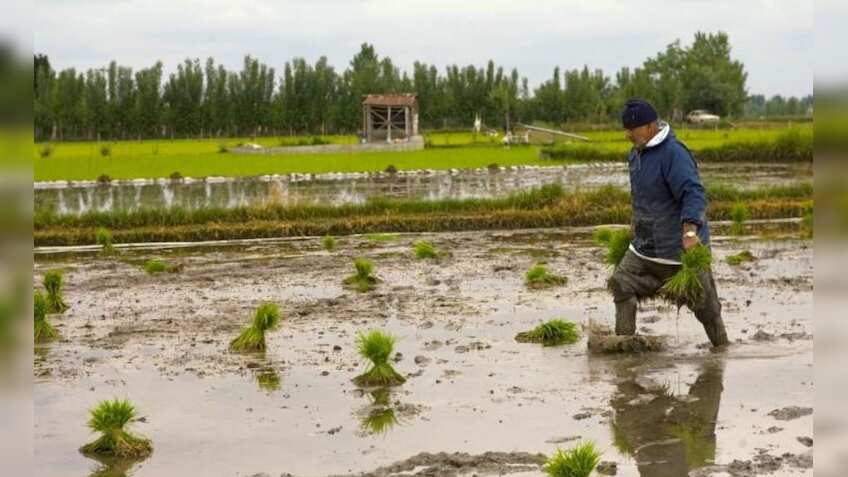  Kharif crops 2019-20: Output above 5 years average due to higher rainfall