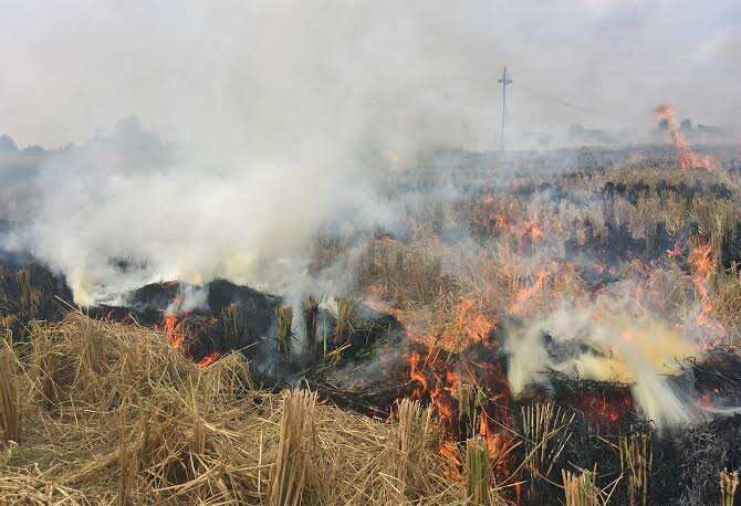 Stubble to become a source of income: Union Minister
