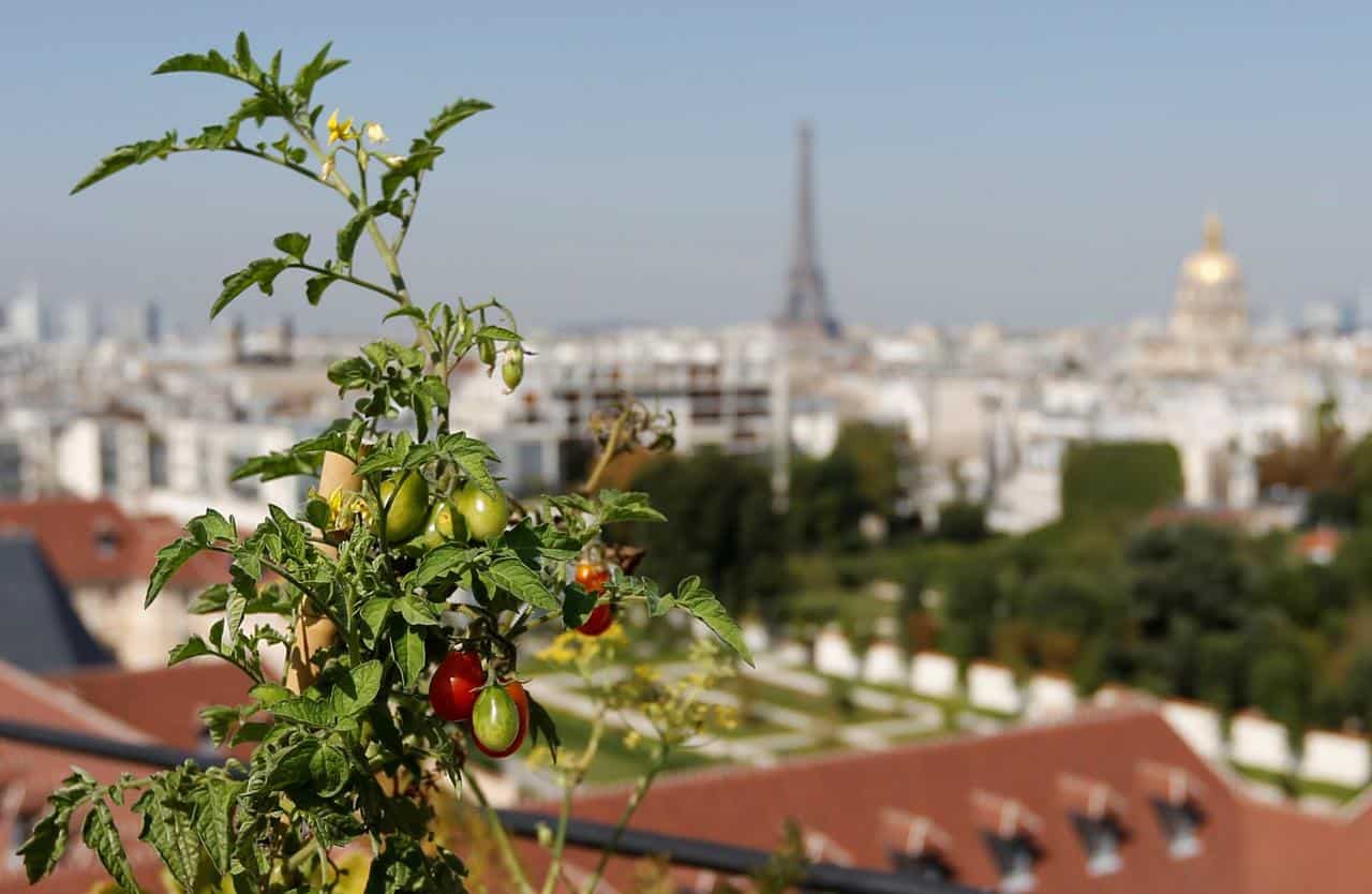 French agency warns of virus threatening tomatoes, peppers