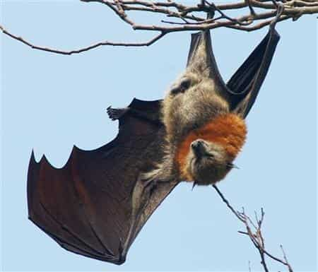 Coronaviruses found in bats, but it spreading to humans very rare: ICMR ...