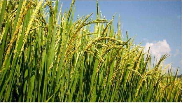 Big boost for Pradhan Mantri Fasal Bima Yojana! Future Generali India Insurance settles Rs 276 crore PMFBY claims during lockdown