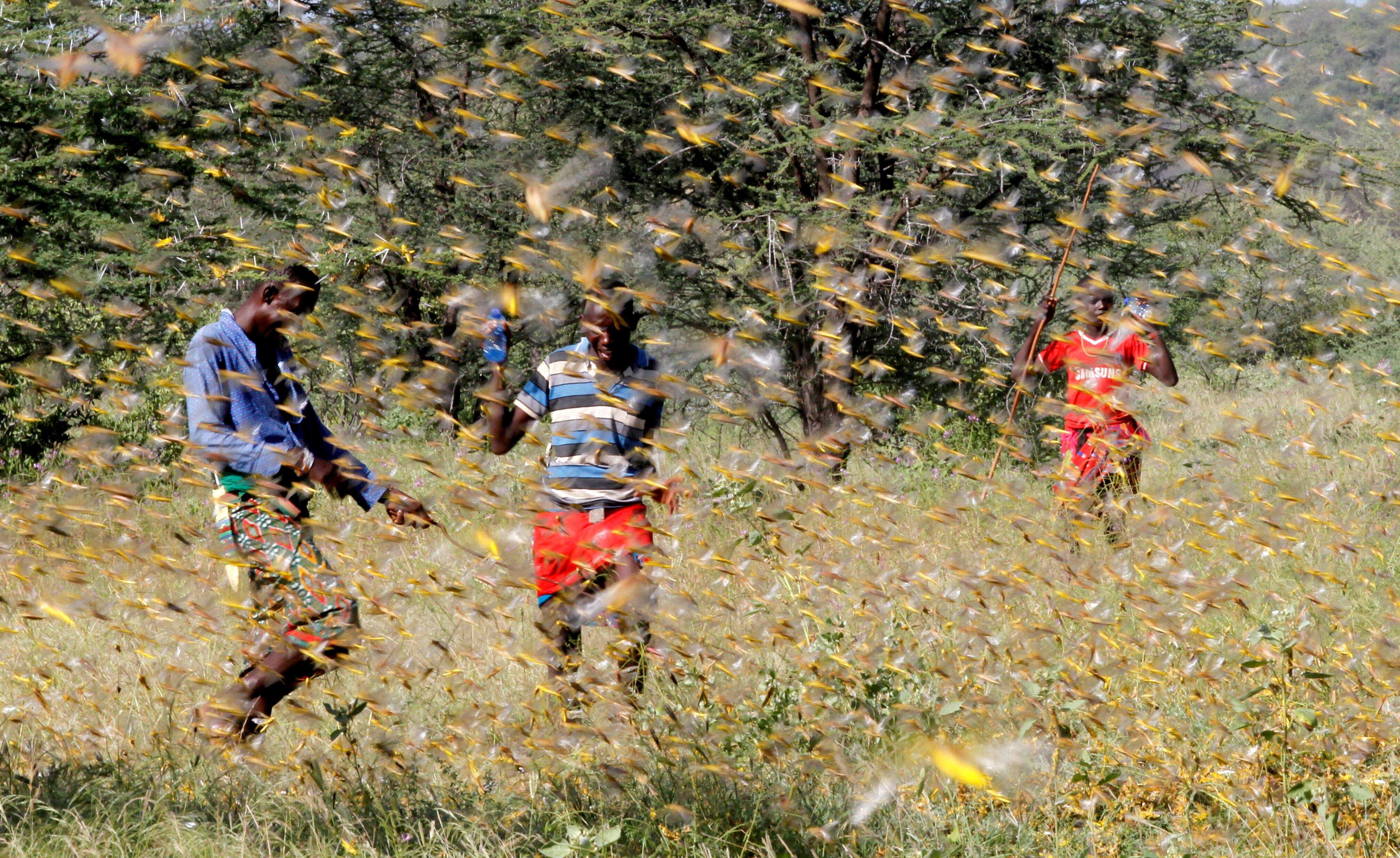 Government steps in to fight with swarm of locusts as several states are under threat