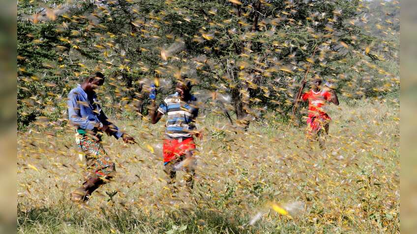 Government steps in to fight with swarm of locusts as several states are under threat