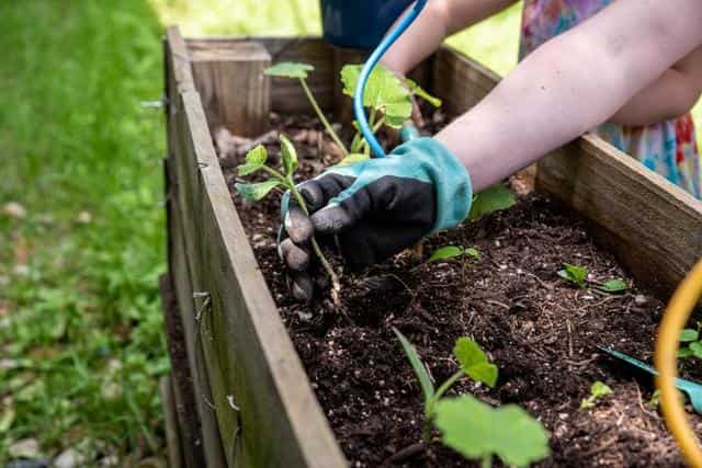 5 tips for easy home gardening